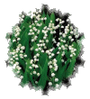 JE VOUS OFFRE  CE  MUGUET ...
