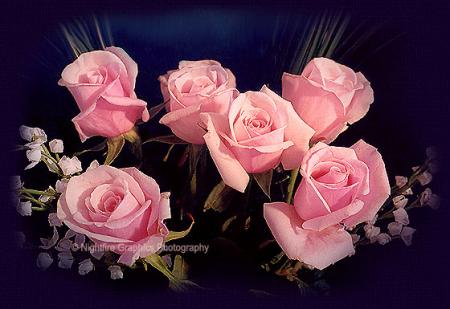 ROSE .