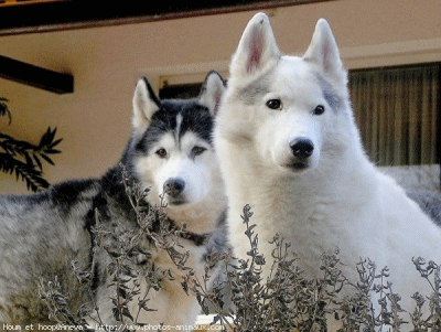       NE  SONT-ILS  BEAUX  ???