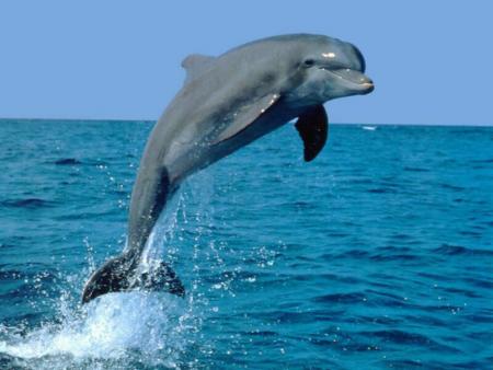        DAUPHIN