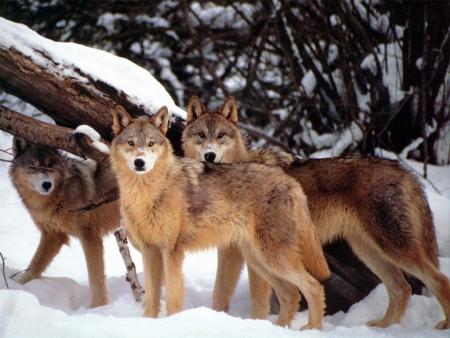   TROP  BEAU  ,   MES  LOUPS